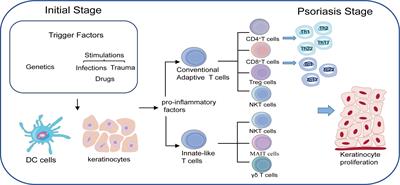 The roles of T cells in psoriasis